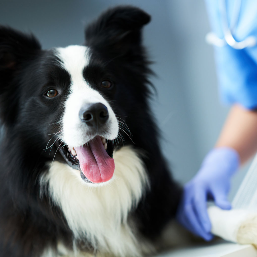 Svart & vit bordercollie där en veterinär eller sköterska syns i bakgrunden med blå kläder, stetoskop och blå handskar. Bilden symboliserar relation med din veterinär.