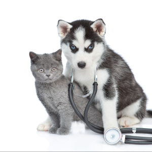 Blå kattunge och svart & vit huskyvalp som har ett stetoskop runt halsen. Bilden ska symbolisera din relation med din veterinär.