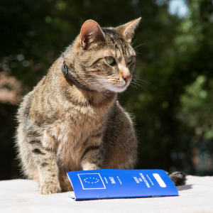 En svarttigrerad katt sitter med sitt blå sällskapsdjurspass framför sig. Be Vetmobilen om hjälp att utfärda pass till ditt djur sommaren 2023.