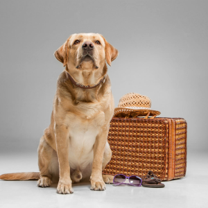 Labrador med resväska-1