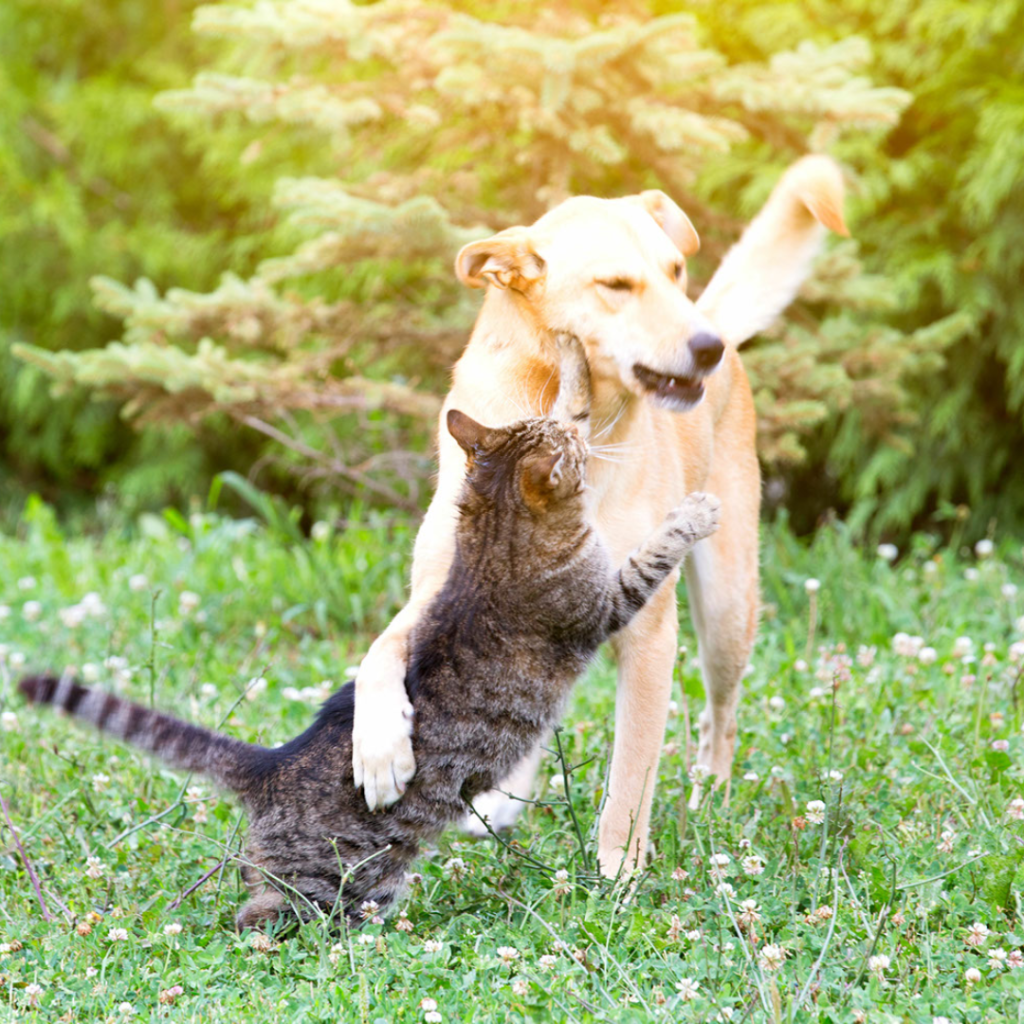 Svarttigrerad katt och en ljus hund som busar på en grön sommaräng. Symboliserar Sommaren 2023 hos Vetmobilen.