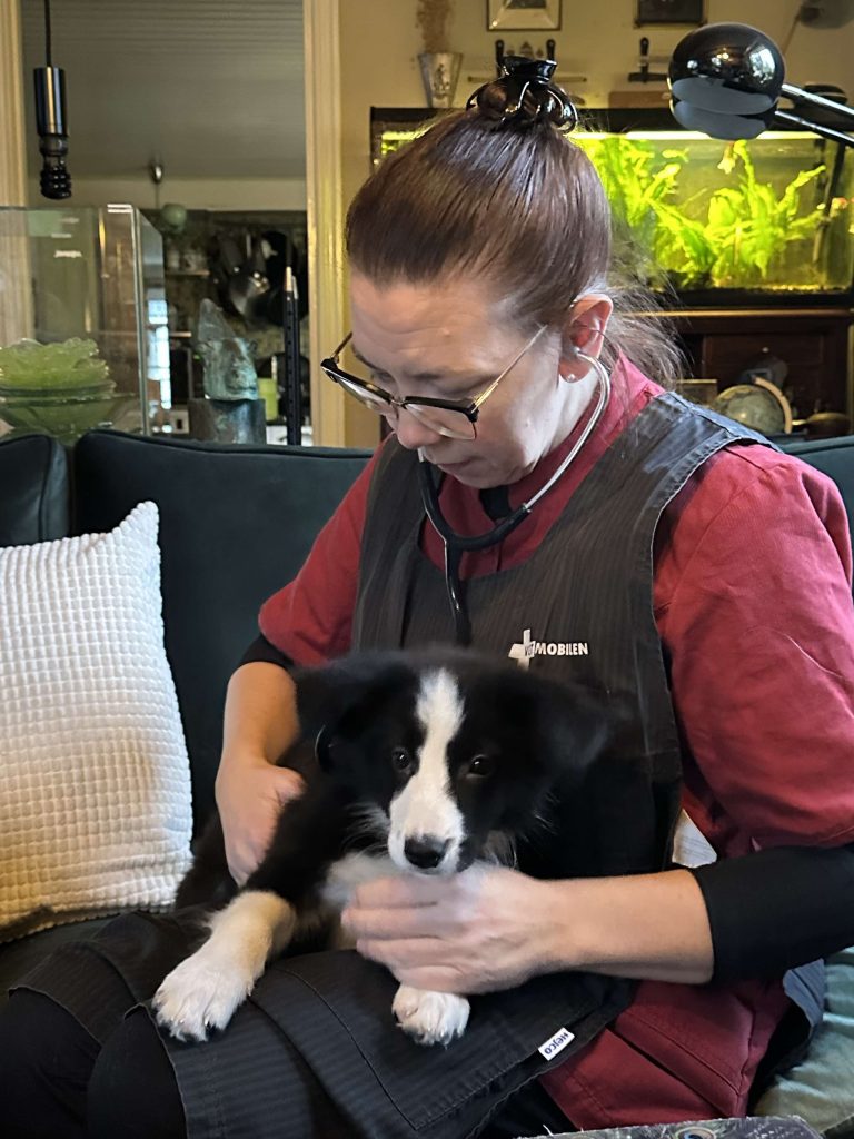 Veterinär hembesök hund och katt