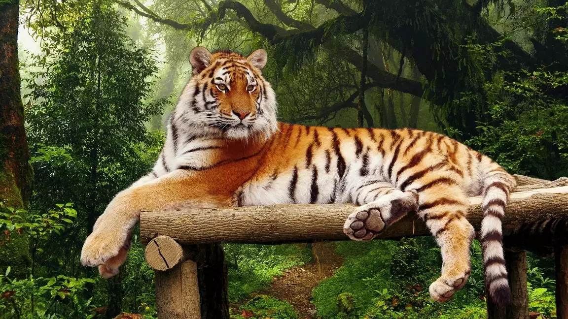 Bild ohne Verarbeitung mit einem detaillierten Hintergrund