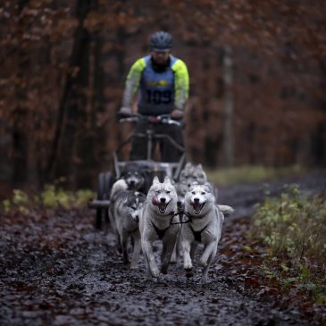 Inschrijvingen Donderslag Sleddog Trail Gesloten