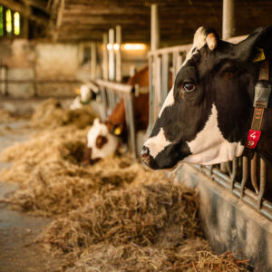 Waiting for Cows