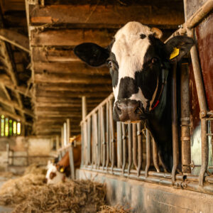 Waiting for Cows