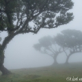 De bomen van Fanal, Madeira
