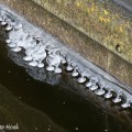 IJsvorming in de haven van Huizen