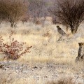 op de cheetahfarm Namibië