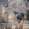 Olifanten onderweg in Ethosa NP