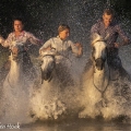 Camargue paarden