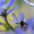 Leverbloempjes in eigen tuin