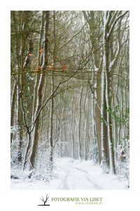 Besneeuwde bomen