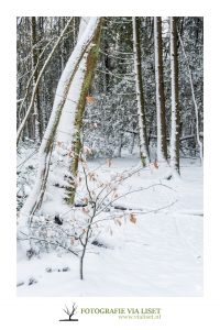 Besneeuwde bomen