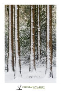 Besneeuwde bomen