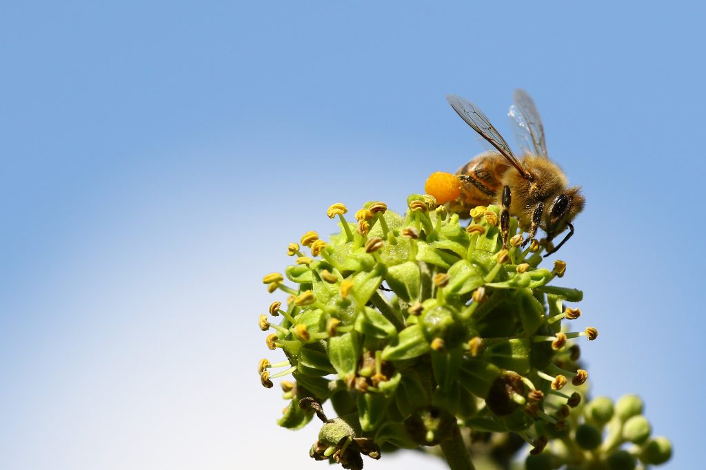 pollenallergi og akupunktur