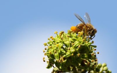pollenallergi og akupunktur