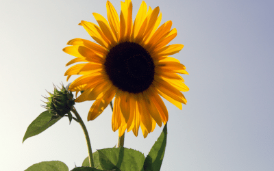 8 tips i sommervarmen