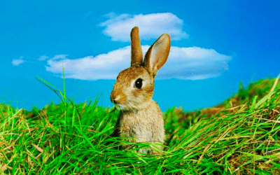 Harens måned – mars