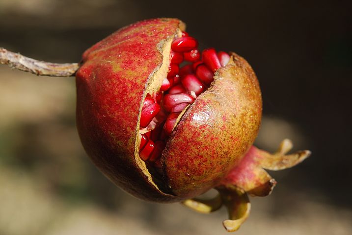 pomegranate 185456 480