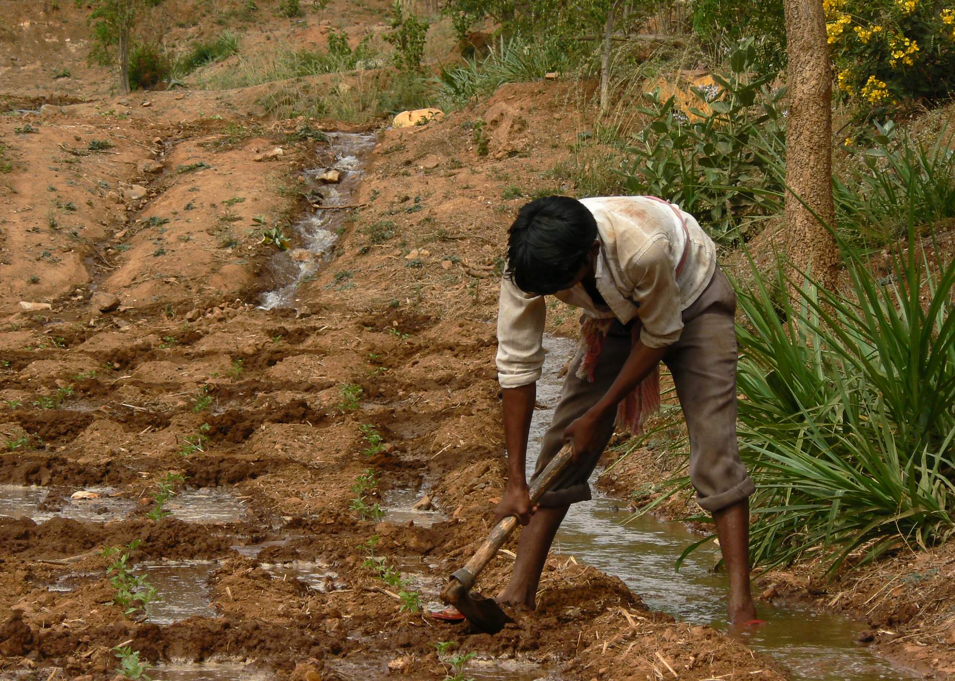 Agricultores