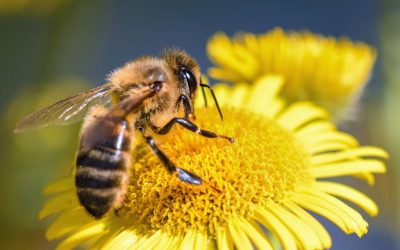 12-årige Alberte: Hvad sker der, hvis bierne forsvinder?