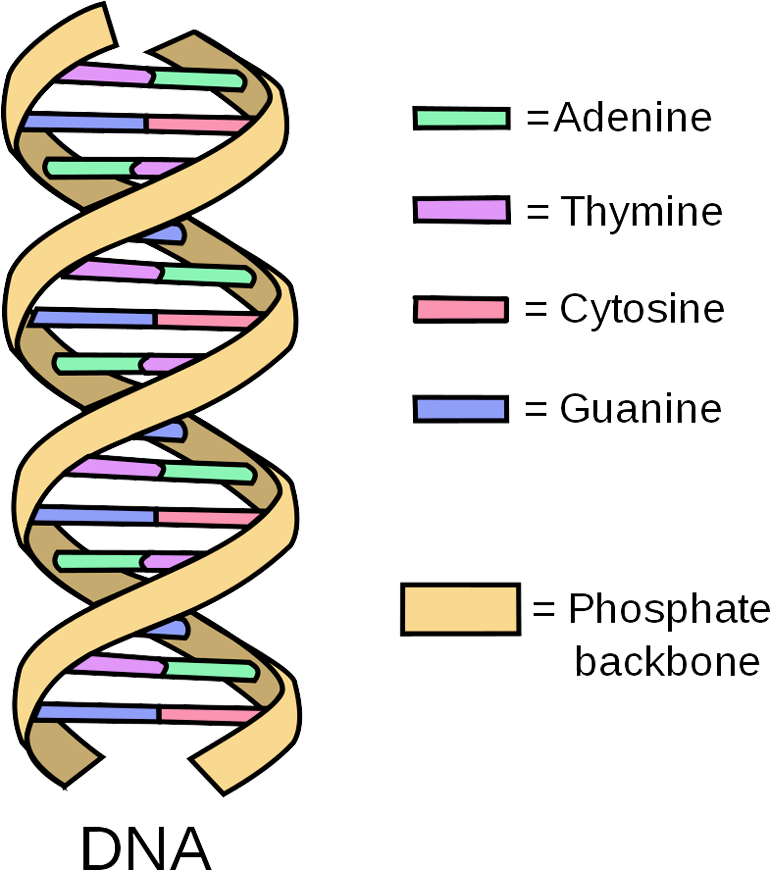 DNA