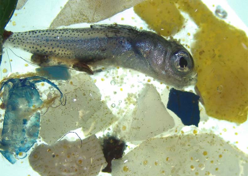 Mikroplast i fisk