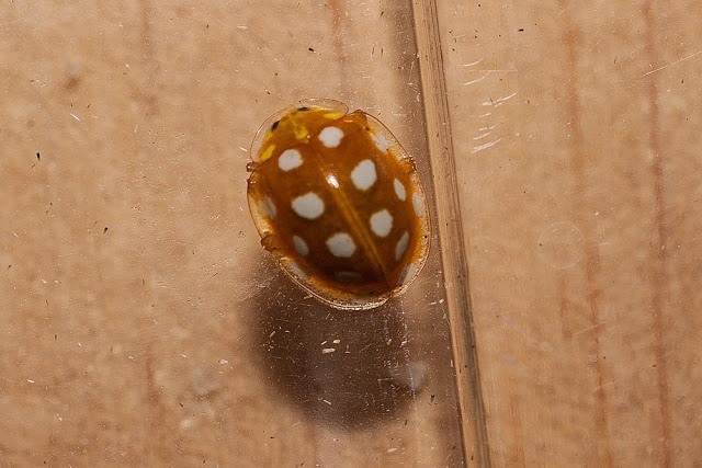 Some recent Insects - Orange Ladybird