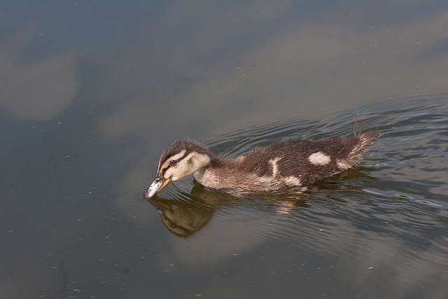 Mallard Duckling