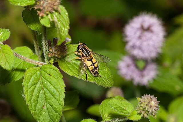 helophilus trivittatus