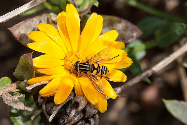 Helophilus pendulus