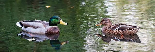 Mallards in panoramic