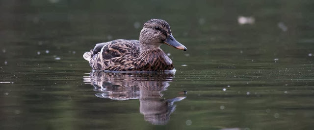 Female Mallard