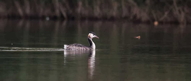 Great Crested Grebe