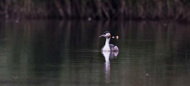 Great Crested Grebe - Wishing for Mist
