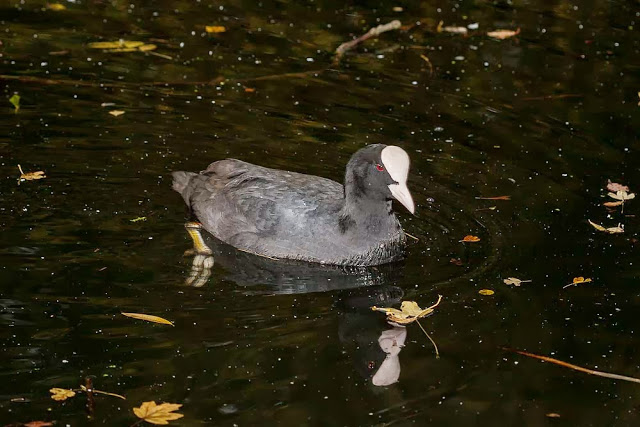 Common Coot (taken with flash as in a really dark pool).