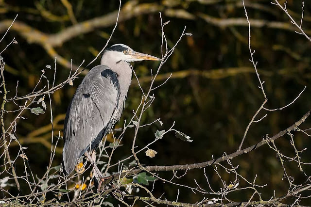 Grey Heron in tree