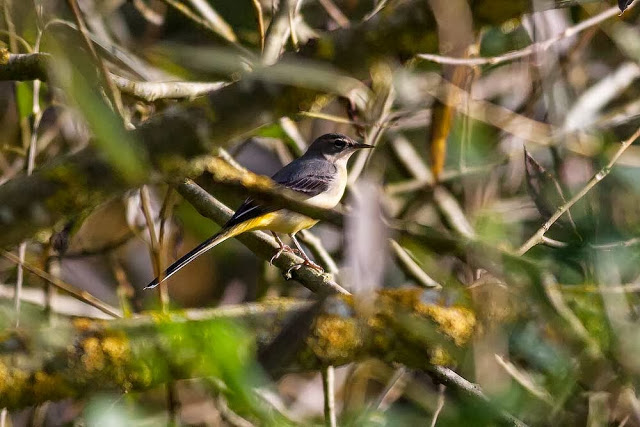 Grey Wagtail in bushes