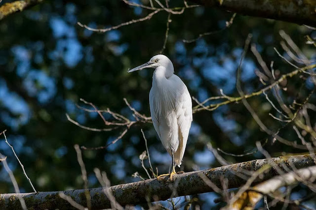 Little Egret in a tree