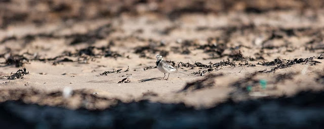 Pied Wagtail on beach