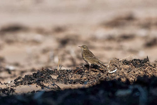 Rock Pipit on the beach (Broadstairs, by ski ramp)