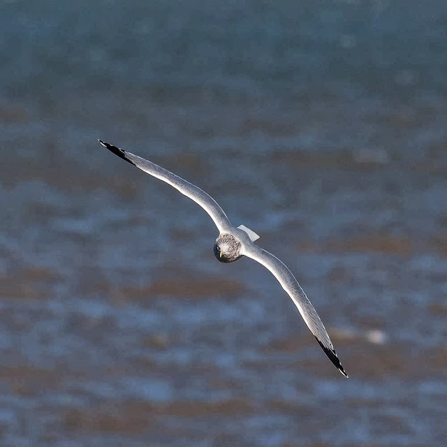 Adult Herring gull flying straight at the camera