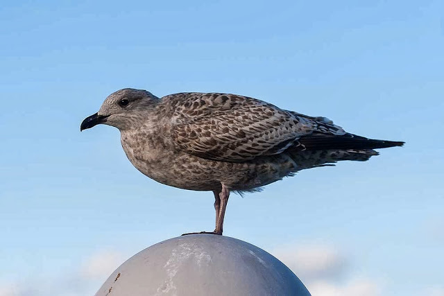 Young Herring Gull on Lamp Post