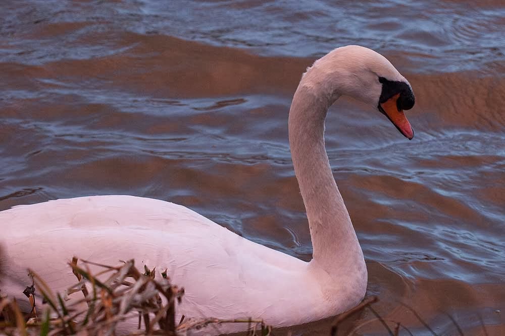 Mute swan light by setting sun - A Quick Walk at Dusk
