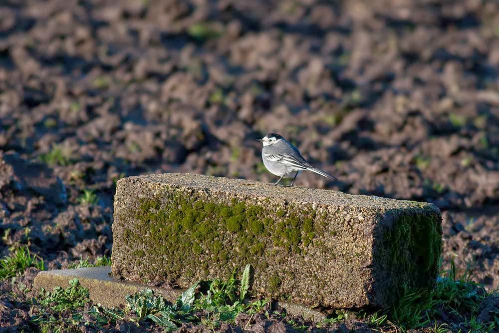 Pied Wagtail at Bradwell Abbey