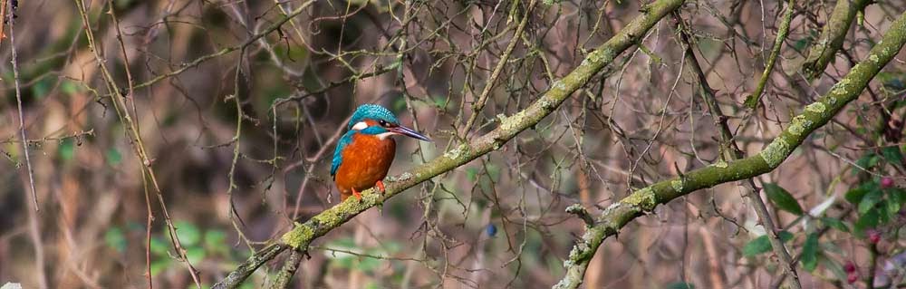 Common kingfisher - A Storm in a Teacup