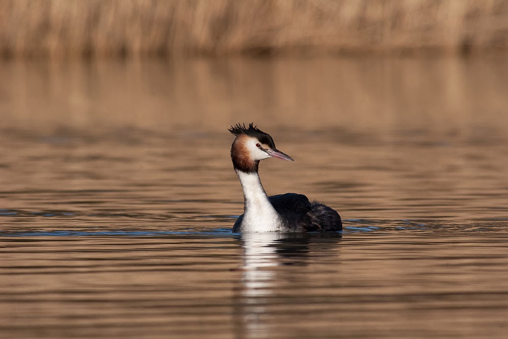 Great Crested Grebe looking stunning