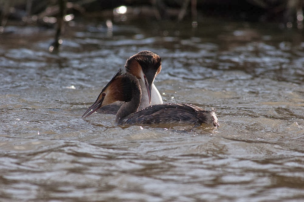 Great-crested grebes peering into the water for rival