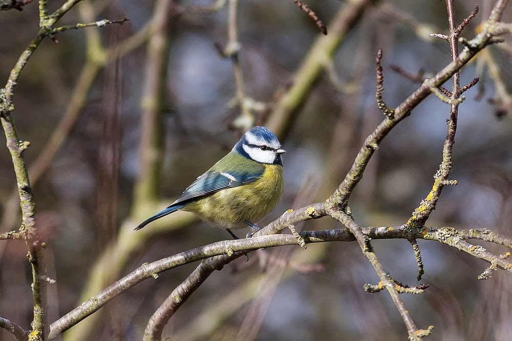 Detailed Blue Tit Bradwell Abbey, Milton Keynes